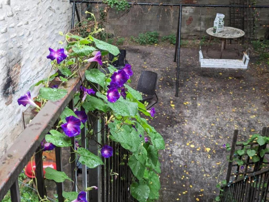 Homestay Friendly In Williamsburg Brooklyn New York